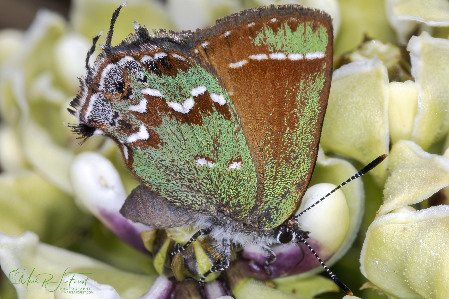 Orange and Green Hairstreak, Austin, Texas